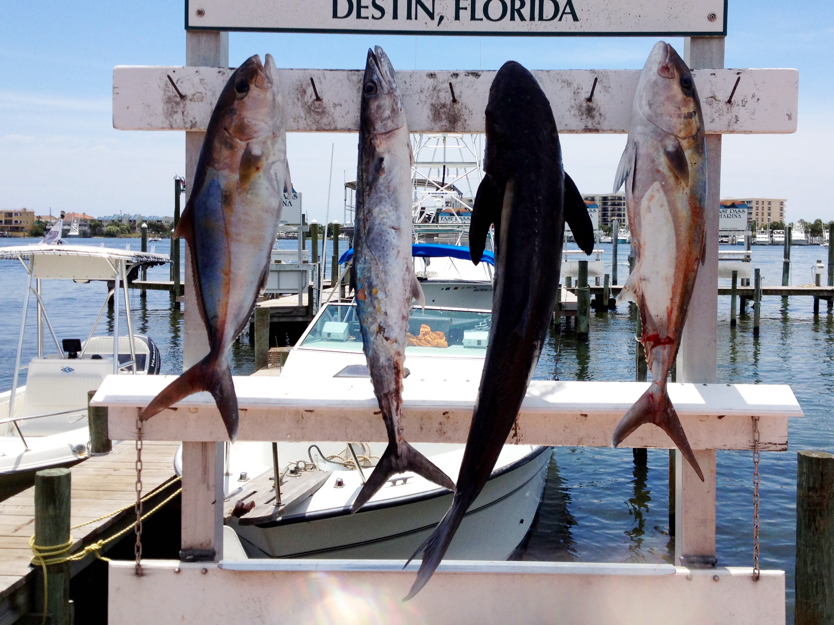 destin fishing report