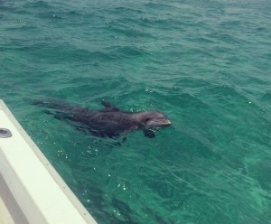 dolphin tour boat