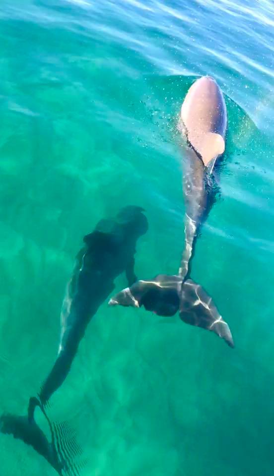 dolphins destin florida jet ski waverunner tours